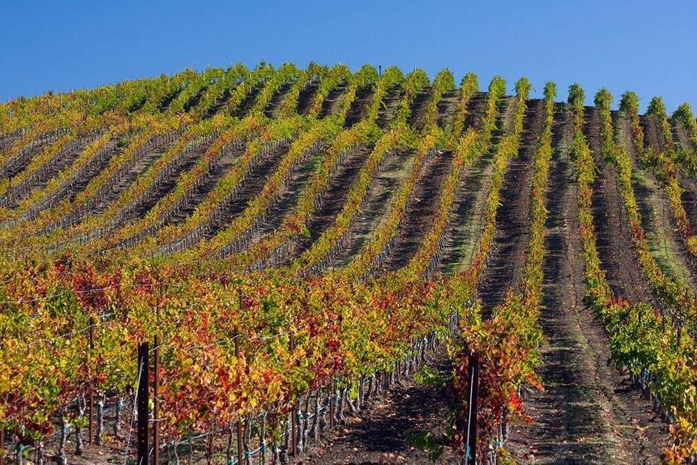 California-Sonoma wine country with rows of grapes during Autumn